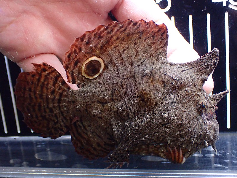 淡水魚】【通販】大特価 No4 淡水カエルアンコウ【個体販売
