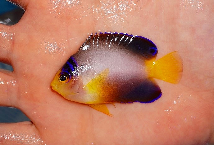人気大割引 観賞魚 海水魚 ヤッコ 状態良好 フレームエンゼル Ml 個体販売 7cm No 21 生体 アクアリウム ペット 生体 海水魚 海水魚 観賞魚生体 Sdobei Com