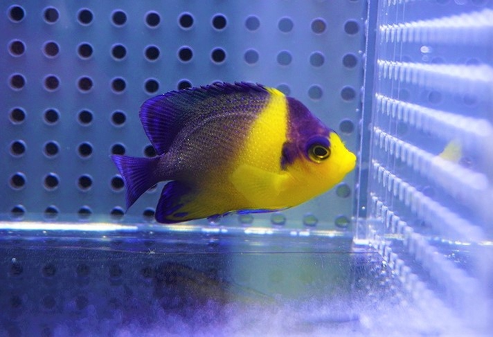 海水魚・ヤッコ】状態良好♪アデヤッコ（Semi Adult)(個体販売 ...