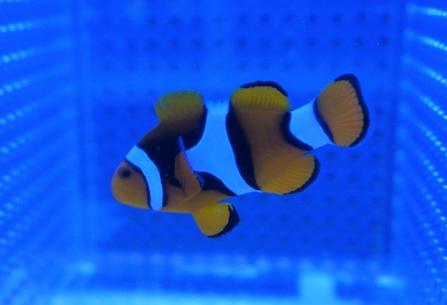 市場 海水魚 ペルクラウンアネモネフィッシュ クマノミ Lサイズ Wild