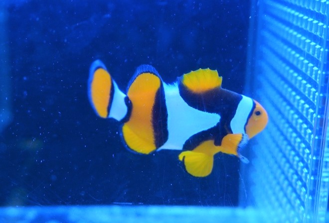 海水魚 クマノミ Lサイズ ペルクラウンアネモネフィッシュ Wild