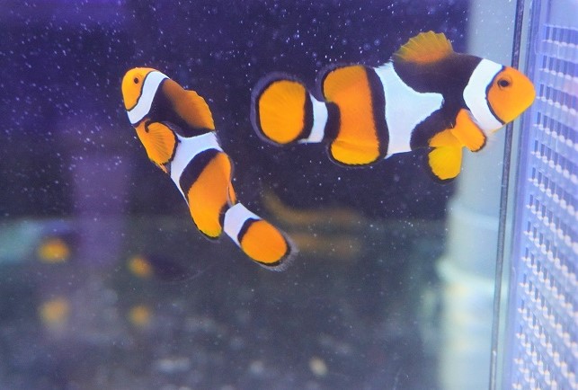 市場 海水魚 クマノミ Wild Lサイズ ペルクラウンアネモネフィッシュ