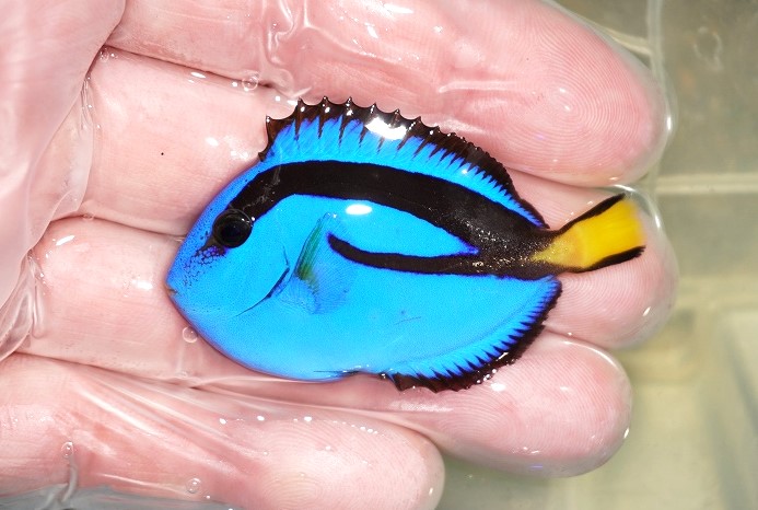 sale ナンヨウハギ 3匹セット Sサイズ3.5-4.5cm 多少ヒレ欠け有