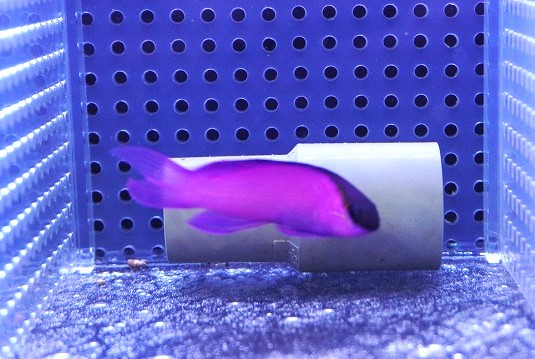 海水魚）３０Ｈ海水水槽セット 海水魚・サンゴ飼育 チャーム海水チーム推奨セット 本州四国限定 : 243076 : チャーム charm ヤフー店 -  通販 - Yahoo!ショッピング