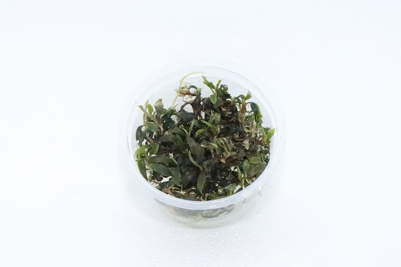 ブセファランドラ　Bucephalandra セット　珍種　レア