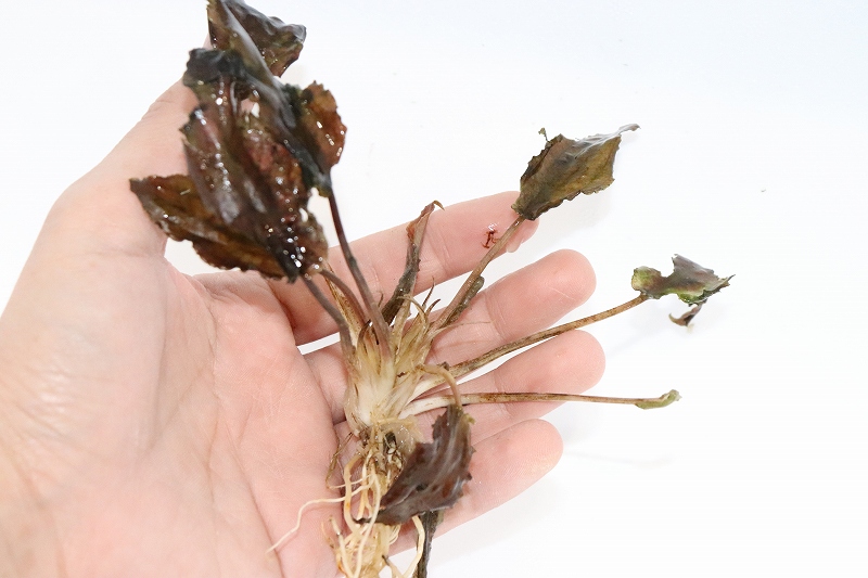 水草】クリプトコリネ ストリオラータ タイガー セカダウ カリマンタン ワイルド【個体販売】(陰性水草) - ペットバルーン ネットショップ