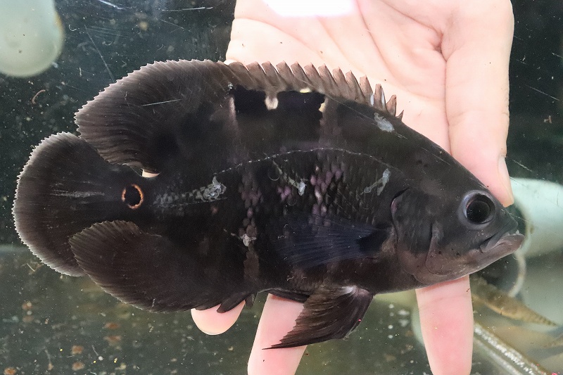 淡水魚 超大特価 ワイルドオスカー アレンカークルア産 個体販売 13cm 大型魚 生体 熱帯魚 Nko ペットバルーン ネットショップ