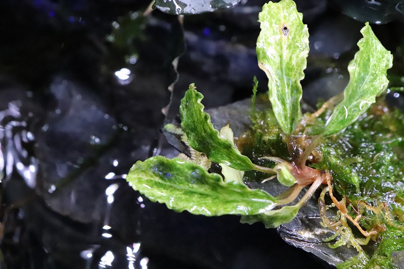 ブセファランドラ　Bucephalandra セット　珍種　レア