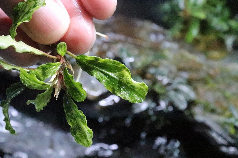 ブセファランドラ　Bucephalandra セット　珍種　レア