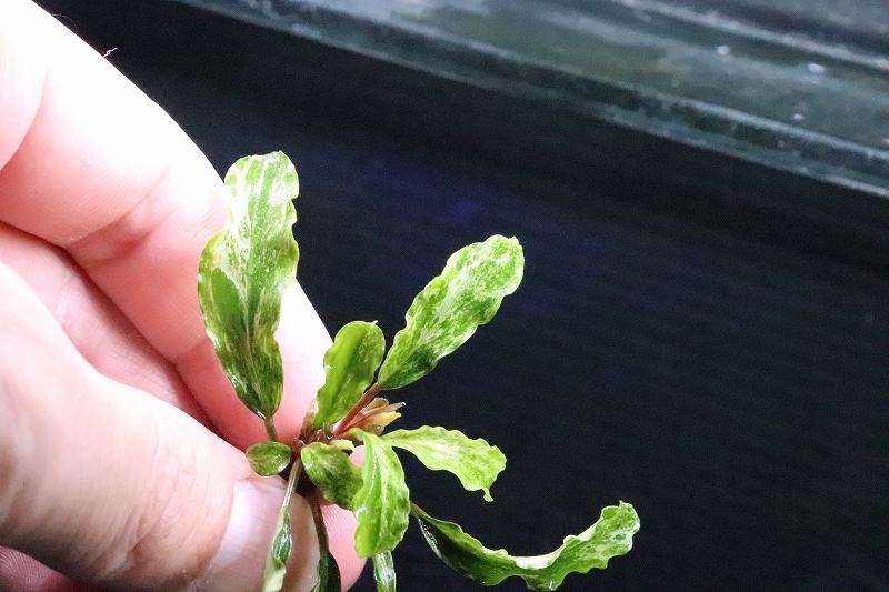 ブセファランドラ Bucephalandra セット 珍種 レア