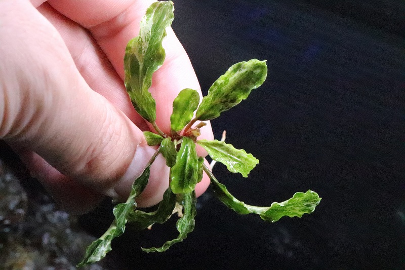 ブセファランドラ　Bucephalandra セット　珍種　レア