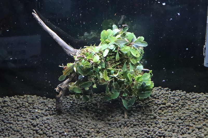 水草】上物 1点物 ブセファランドラ カプアス Brownie Heles
