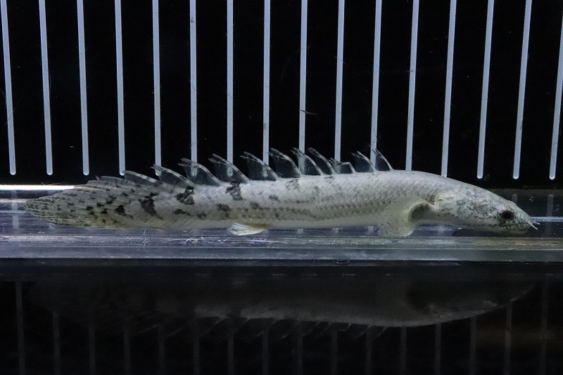 画像1: 【淡水魚】No9 ポリプテルス ロイヤルバンド デルヘッジィ(タイガーバンド)【個体販売】(±13cm)(大型魚)(生体)(熱帯魚)NKO (1)
