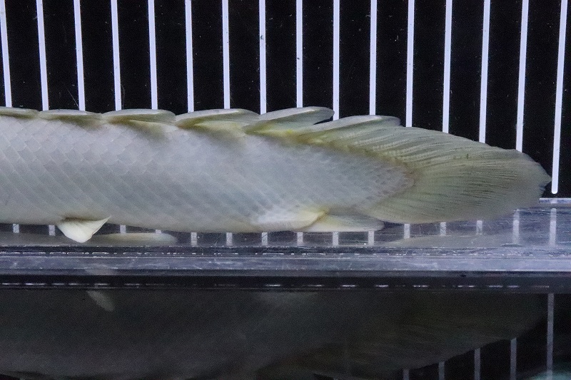淡水魚】超大特価 超激レア ポリプテルス セネガルス トゥルカナ産 ...