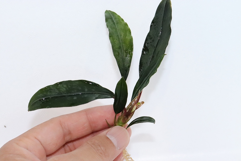 ブセファランドラ　Bucephalandra セット　珍種　レア