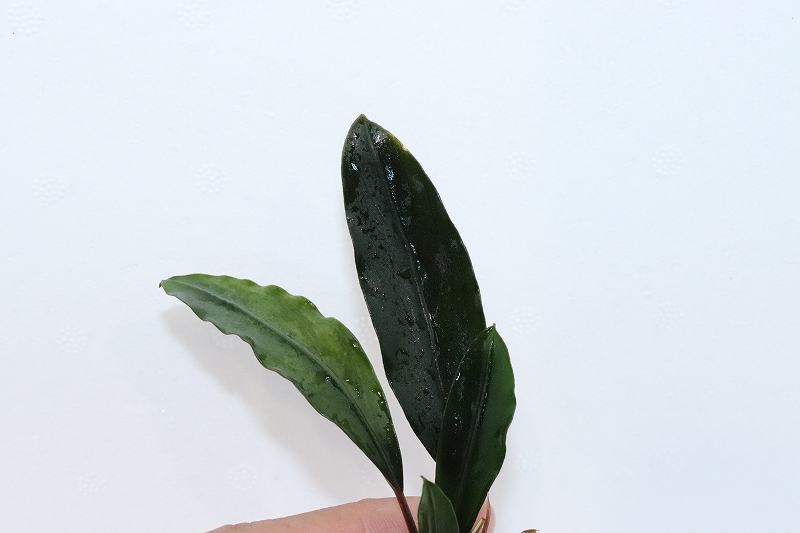 ブセファランドラ　Bucephalandra セット　珍種　レア