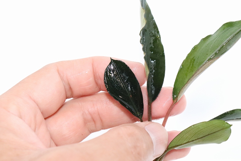 ブセファランドラ Bucephalandra セット 珍種 レア