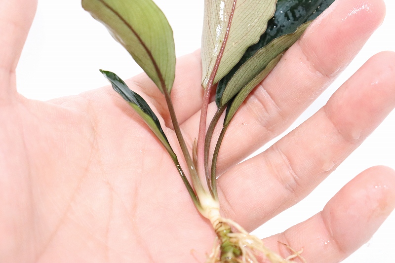 ブセファランドラ　Bucephalandra セット　珍種　レア