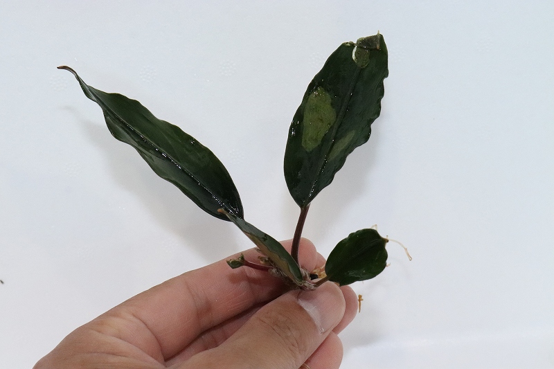 ブセファランドラ　Bucephalandra セット　珍種　レア