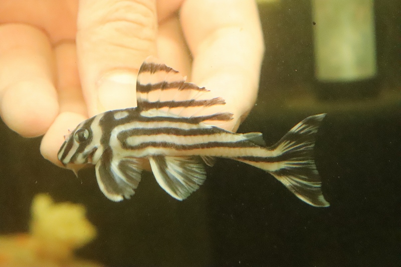 淡水魚 大特価 大きいサイズ No2 インペリアルゼブラプレコ 個体販売 7 5cm プレコ 生体 熱帯魚 Nkp ペットバルーン ネットショップ