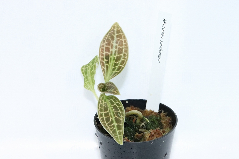 水草 No2 ジュエルオーキッド マコデス サンデリアーナ 個体販売 観葉植物 ペットバルーン ネットショップ