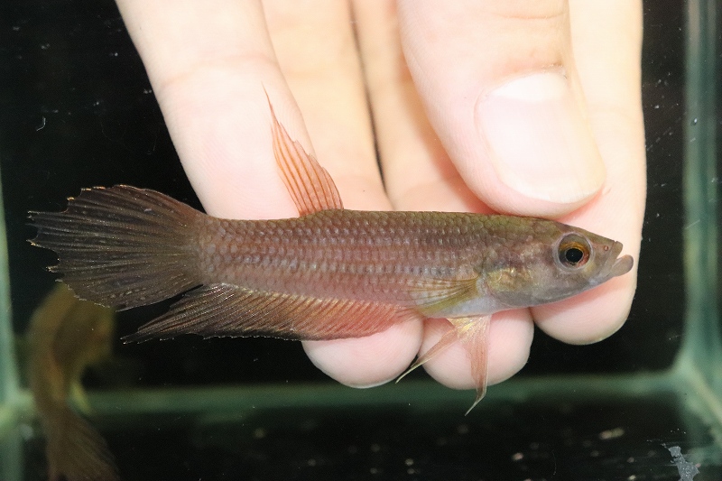 淡水魚 ワイルドベタ アントニー アカレンシスグループ １ペア 個体販売 ベタ 生体 熱帯魚 Nkbt ペットバルーン ネットショップ