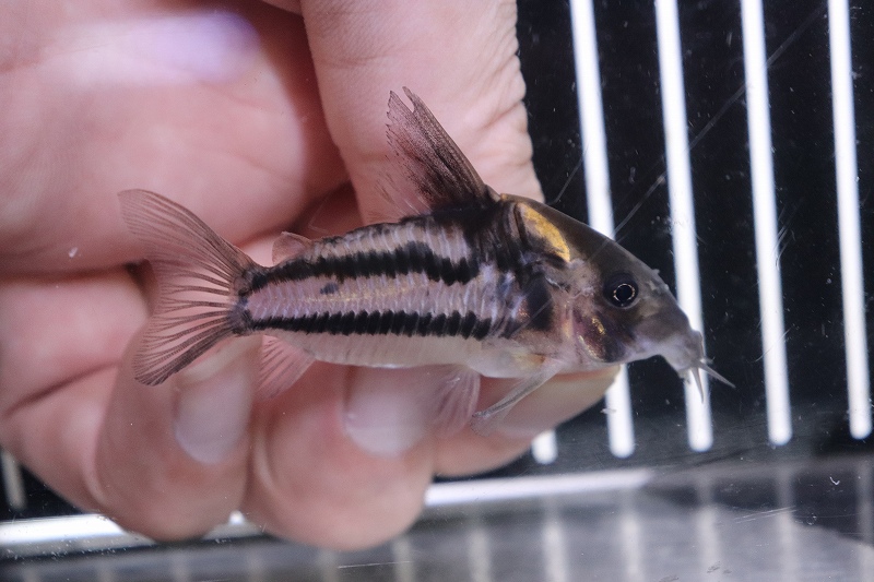 淡水魚 激安 超大特価 No2 コリドラス スーパーパラレルス ワイルド 個体販売 コリドラス 生体 熱帯魚 Nkcr ペットバルーン ネットショップ 淡水魚 激安 超大特価 No2 コリドラス スーパーパラレルス ワイルド 個体販売 コリドラス 生体 熱帯魚 Nkcr ペットバルーン ネットショップ
