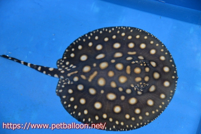 淡水魚 淡水エイ ブラックダイヤモンドポルカ 個体販売 個体 体盤13 15cm 大型魚 生体 淡水 Nko ペットバルーン ネットショップ 淡水魚 淡水エイ ブラックダイヤモンドポルカ 個体販売 個体 体盤13 15cm 大型魚 生体 淡水 Nko ペットバルーン ネットショップ