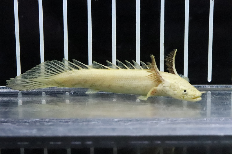 淡水魚】激レア 特価 No1 プラチナ ポリプテルス エンドリケリー【個体販売】(±8cm)(大型魚)(生体)(熱帯魚)NKO - ペットバルーン  ネットショップ