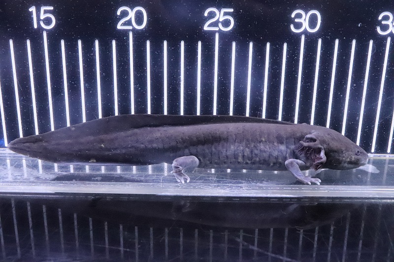 淡水魚 超大特価 No1 アンダーソンサラマンダー ウーパールーパー マーブル 個体販売 21cm サンショウオ 生体 熱帯魚 Nk ペットバルーン ネットショップ 淡水魚 超大特価 No1 アンダーソンサラマンダー ウーパールーパー マーブル 個体販売 21cm サンショウオ 生体 熱帯魚 Nk ペットバルーン ネットショップ