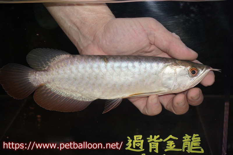 淡水魚 アジアアロワナ 過背金龍ゴールデンヘッド 25 27cm 2 証明書 登録票付 個体販売 大型魚 生体 熱帯魚 Nko ペットバルーン ネットショップ