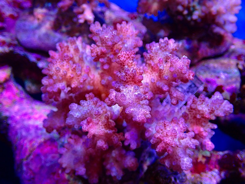 サンゴ ブリードハナヤサイサンゴ ピンク 個体販売 9 11ｃｍ No 3 生体 サンゴ ペットバルーン ネットショップ