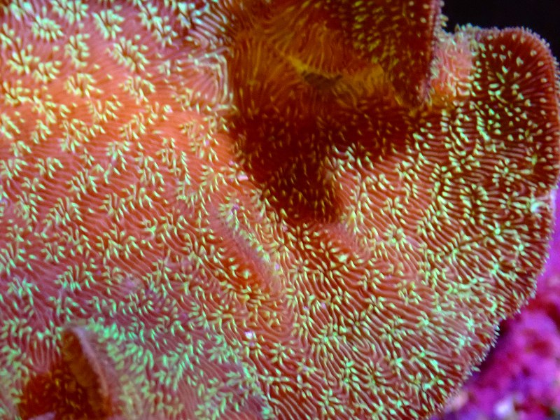 サンゴ】シコロサンゴ（グリーンポリプ）Mサイズ（個体販売）（±12ｃｍ）No.1（生体）（サンゴ） - ペットバルーン ネットショップ