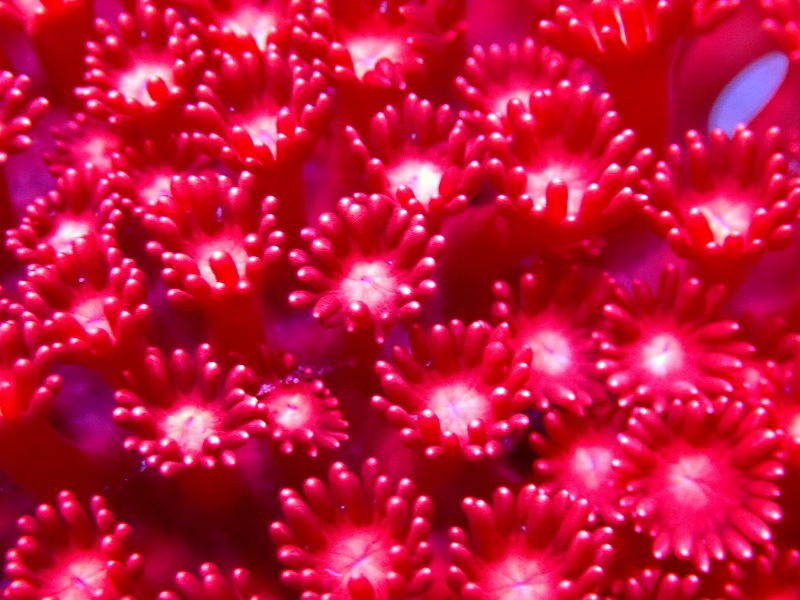 サンゴ】ハナガササンゴ（RED)（個体販売）No.1（生体）（サンゴ） - ペットバルーン ネットショップ