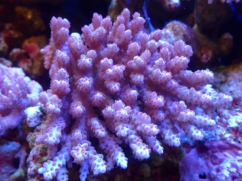 画像1: 【サンゴ】ミドリイシsp. (Ultra Grade)【UCA/オーストラリア産】（個体販売）（±11ｘ11ｃｍ）No.7（生体）（サンゴ） (1)