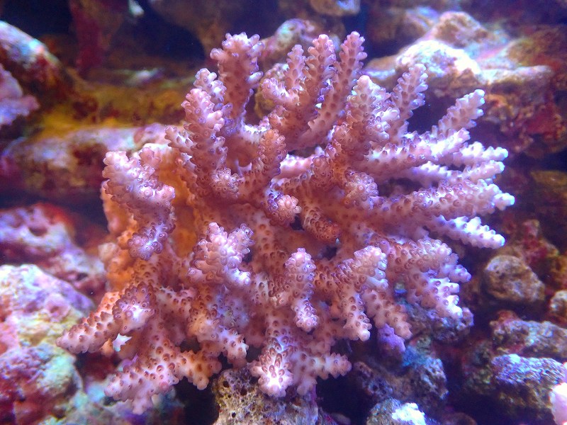 画像1: 【サンゴ】ミドリイシsp. (Ultra Grade)【UCA/オーストラリア産】（個体販売）（±13ｘ13ｃｍ）No.9（生体）（サンゴ） (1)