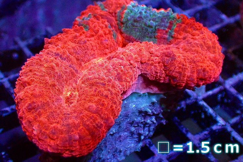 華麗 SMサイズ 生体 No.3 Grade キッカサンゴsp. UCA 個体販売 サンゴ Ultra 熱帯魚・アクアリウム