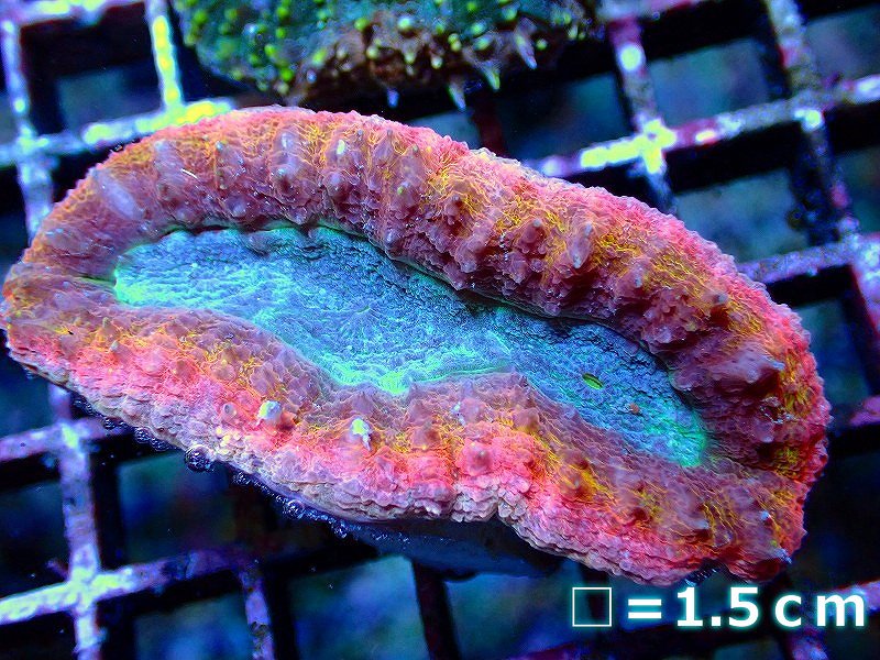 華麗 SMサイズ 生体 No.3 Grade キッカサンゴsp. UCA 個体販売 サンゴ Ultra 熱帯魚・アクアリウム