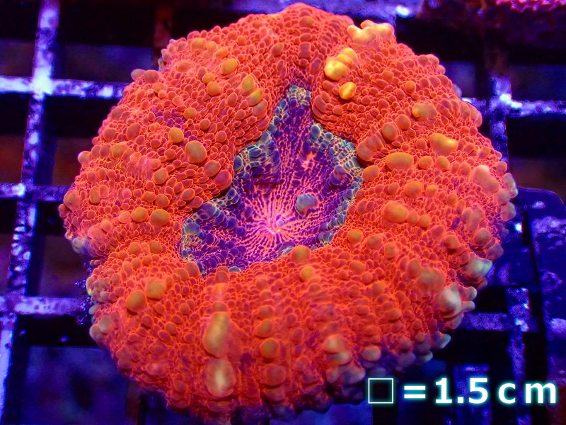 【サンゴ】ハナガタサンゴ（UCA Ultra Grade）【オーストラリア産】（個体販売）No.14（生体）（サンゴ）