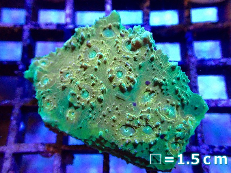 サンゴ】キッカサンゴsp.(UCA/Ultra Grade)【オーストラリア産】SMサイズ(個体販売)No.5(生体)(サンゴ) - ペットバルーン ネットショップ サンゴ】キッカサンゴsp.(UCA/Ultra Grade)【オーストラリア産】SMサイズ(個体販売)No.5(生体)(サンゴ) - ペットバルーン ネットショップ