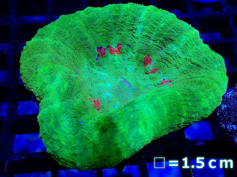【サンゴ】スコリミアsp. (Breeding Apple) 【UCA/オーストラリア産】(個体販売)No.3(生体)(サンゴ)