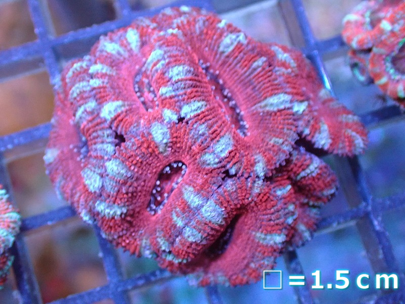 サンゴ】【通販】【オーストラリア産】カクオオトゲキクメイシ（Ultra