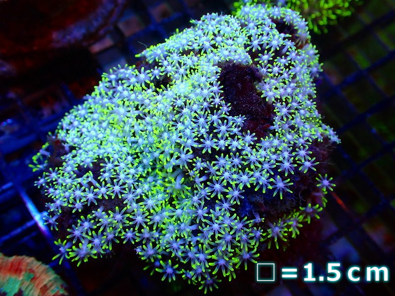 サンゴ】スターポリプ（メタリックグリーンチップ）MLサイズ（個体販売）No.1（生体）（サンゴ） - ペットバルーン ネットショップ