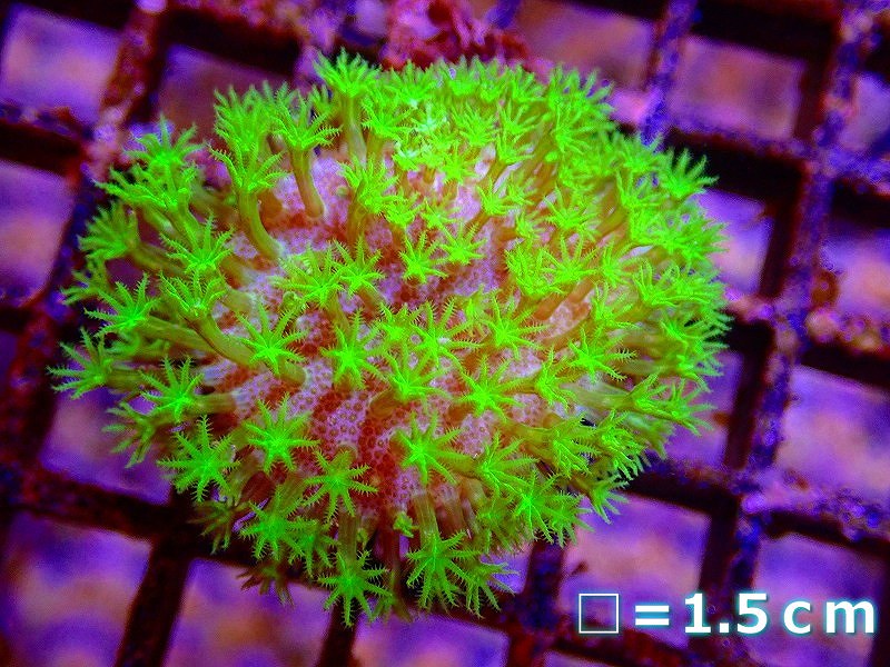 サンゴ】ウミキノコ（メタリックグリーン）Sサイズ（個体販売）No.3（生体）（サンゴ） - ペットバルーン ネットショップ