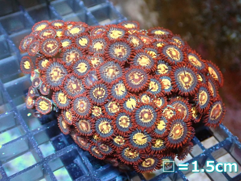 サンゴ）クロシオマメスナギンチャク スパークラー プラグ付き