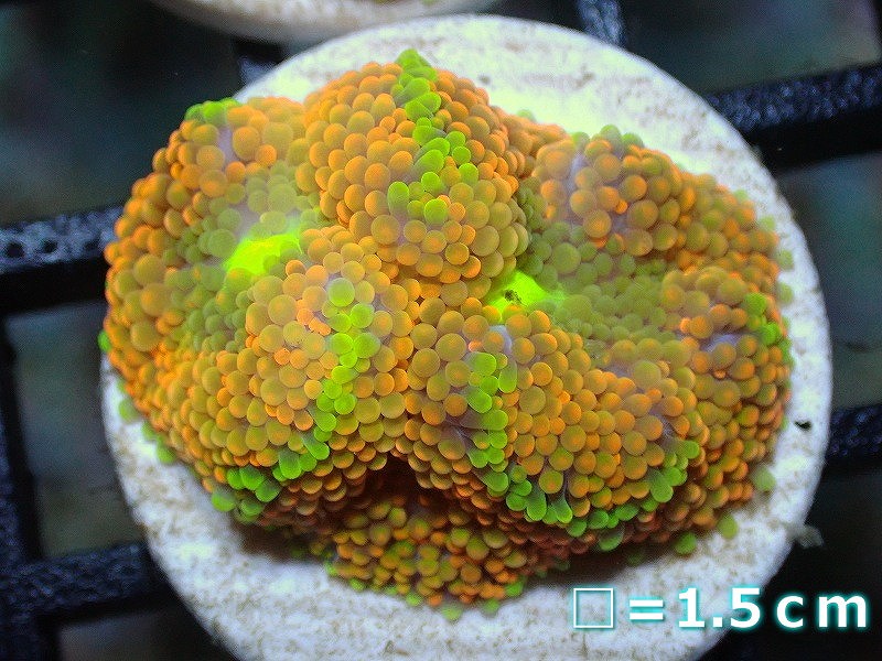 サンゴ カリビアンバブルディスク 個体販売 No 15 生体 サンゴ ペットバルーン ネットショップ
