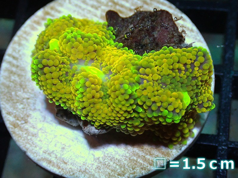 サンゴ カリビアンバブルディスク 個体販売 No 56 生体 サンゴ ペットバルーン ネットショップ