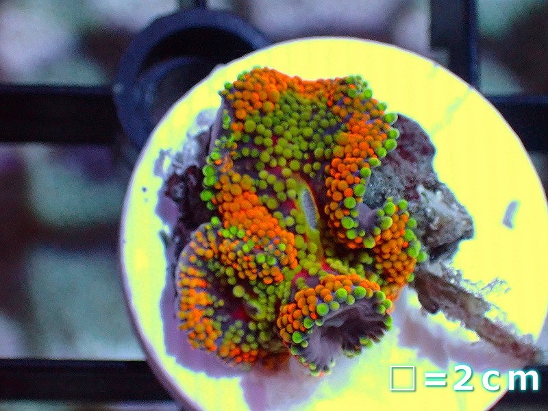画像1: 【サンゴ】カリビアンバブルディスク(Multi Color)（個体販売）No.3（生体）（サンゴ） (1)