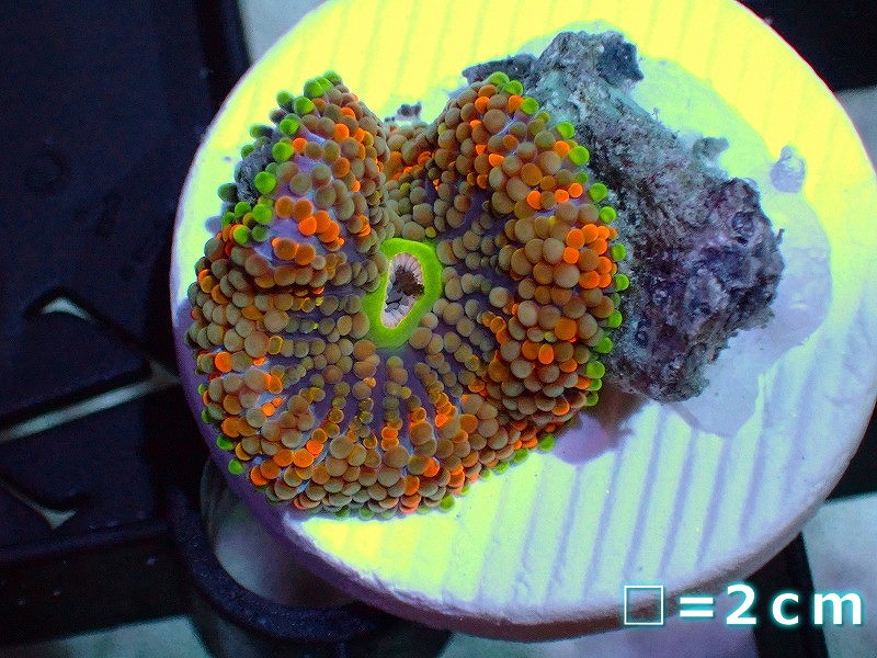 画像1: 【サンゴ】カリビアンバブルディスク(Multi Color)（個体販売）No.7（生体）（サンゴ） (1)