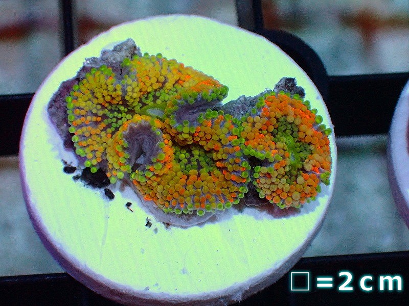 画像1: 【サンゴ】カリビアンバブルディスク(Multi Color)（個体販売）No.27（生体）（サンゴ） (1)